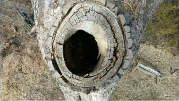 Hollowed Cottonwood Removal