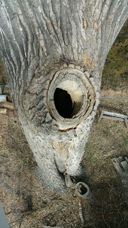 Fort Collins Hazardous Tree Removal